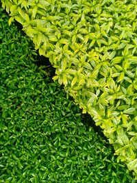 Full frame shot of fresh green leaves