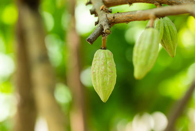 Close-up of berries growing on tree