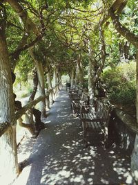 Narrow walkway along trees