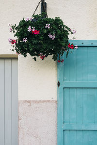 Potted plant hanging on wall of building