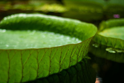 Close-up of green leaves floating on water