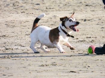 Dogs running on beach