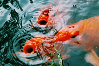 High angle view of koi carps swimming in pond