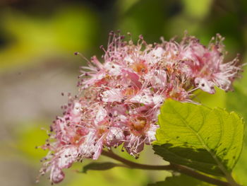 Close-up of pink flower