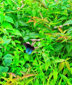 High angle view of butterfly on plant