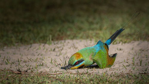 Close-up of bird perching on field