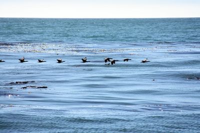 Flock of birds in sea against sky
