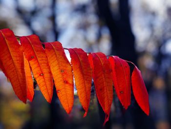 Close-up of autumnal leaves against blurred background