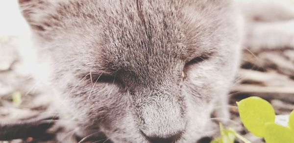 Close-up of a cat