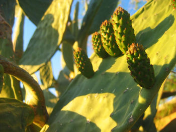 Close-up of prickly pear cactus