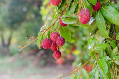 Close-up of red berries on plant