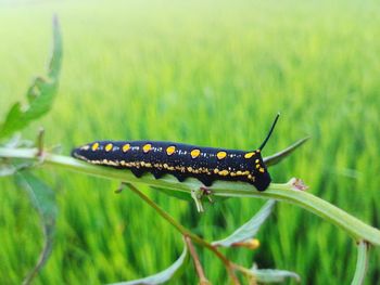 Close-up of insect on grass