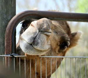 Close-up of camel