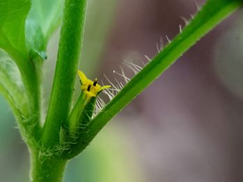 Close-up of insect on leaf