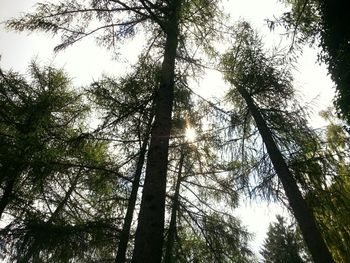 Low angle view of bamboo trees in forest