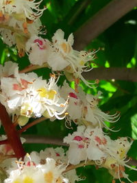 Close-up of white flowers blooming on tree