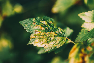 Close-up of leaves against blurred background