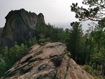 Pine trees on rock against sky
