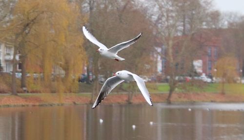 Seagull flying over a bird