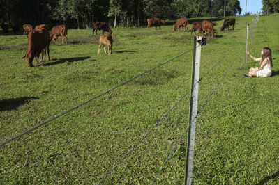 Cows grazing on field