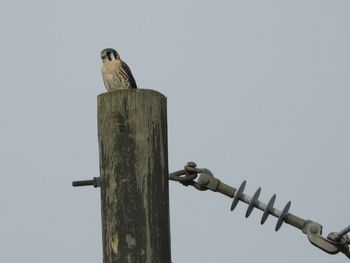 Low angle view of bird perching on wooden post against sky