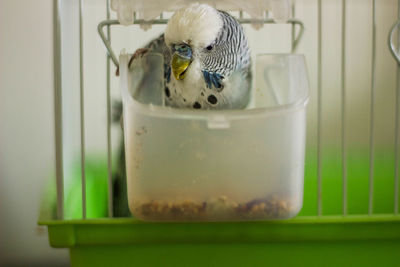 Close-up of bird in drinking glass