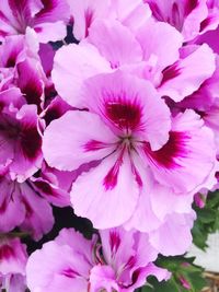 Close-up of pink flowers blooming outdoors