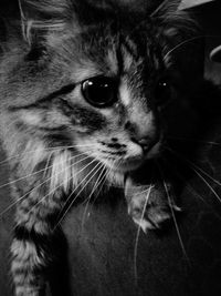 Close-up portrait of cat