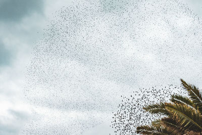 Low angle view of birds flying against sky