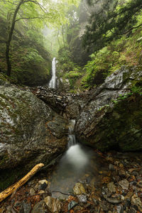 Scenic view of waterfall in forest