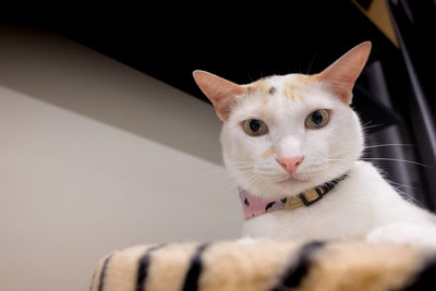 Close-up portrait of a cat