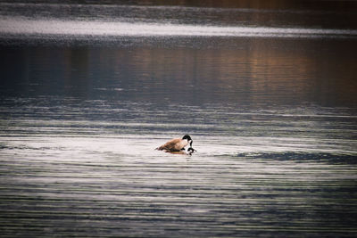 Dog swimming in lake