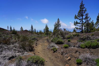 Plants growing on land against sky