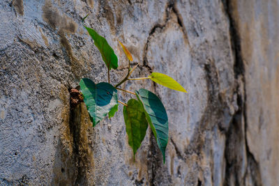 Close-up of leaves on tree trunk against wall