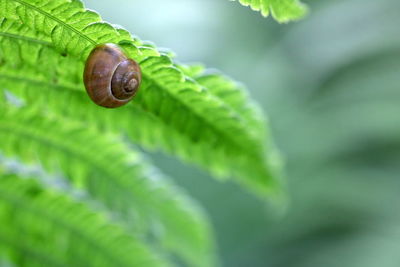 Close-up of snail under fern leaf