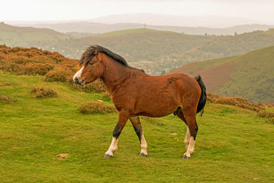 Horse standing on field against sky