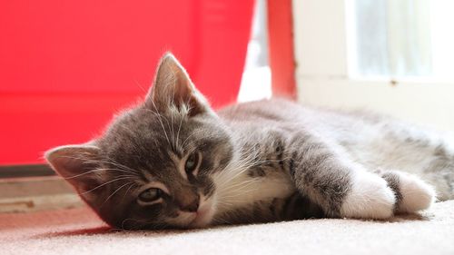 Close-up portrait of cat lying down