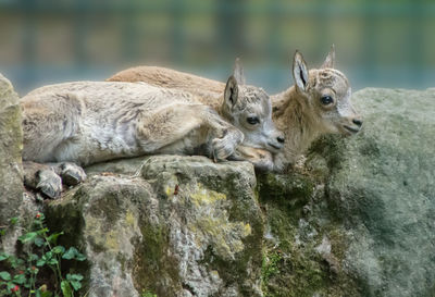 Goats relaxing on rock