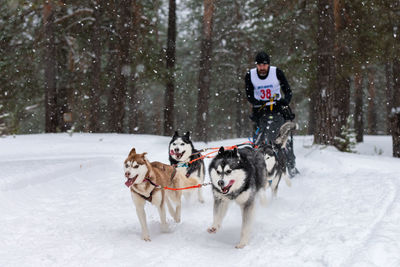 View of dog on snow covered landscape during winter