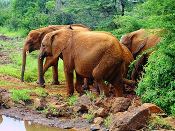 Elephant standing in a field