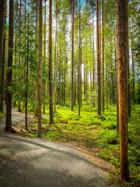 Road amidst trees in forest