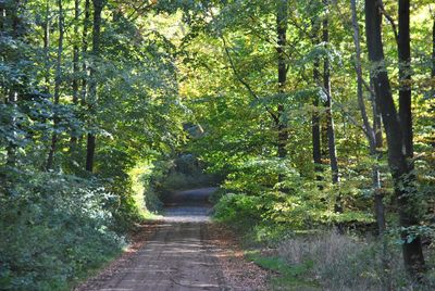 Footpath amidst trees in forest