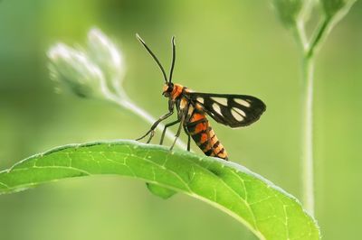 Close-up of butterfly on plant