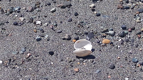 High angle view of bird on sand