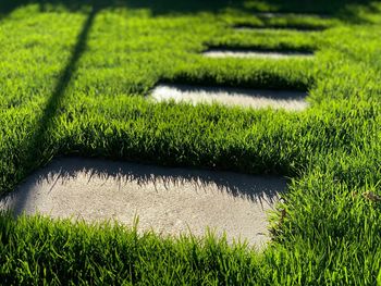 High angle view of grass growing on field