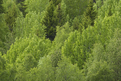 Pine trees in forest