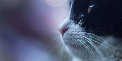 Close-up of cat against blue background