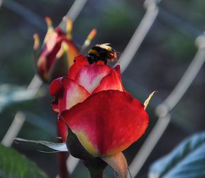 Close-up of red rose on plant