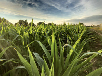 Crops growing on field against sky