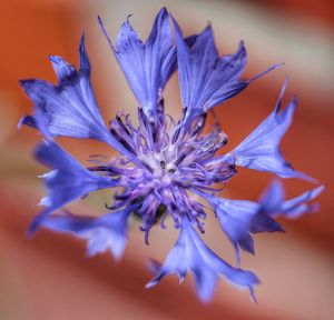 Close-up of flowers